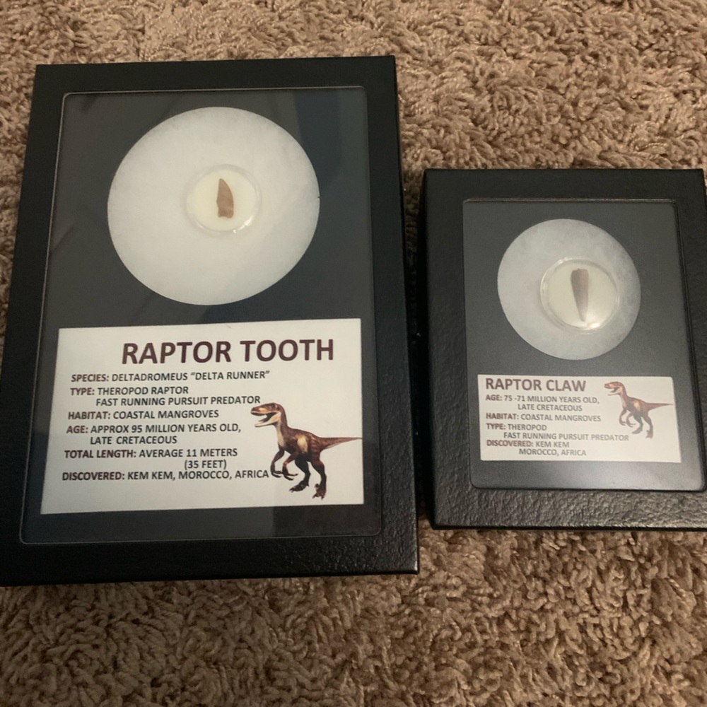 Raptor tooth and claw